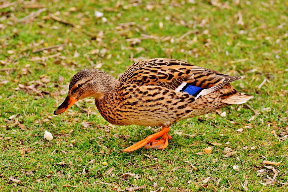 Plumage bill female