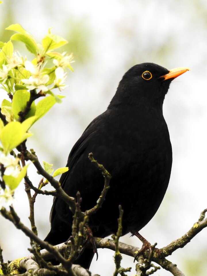 Garden bird nature animal
