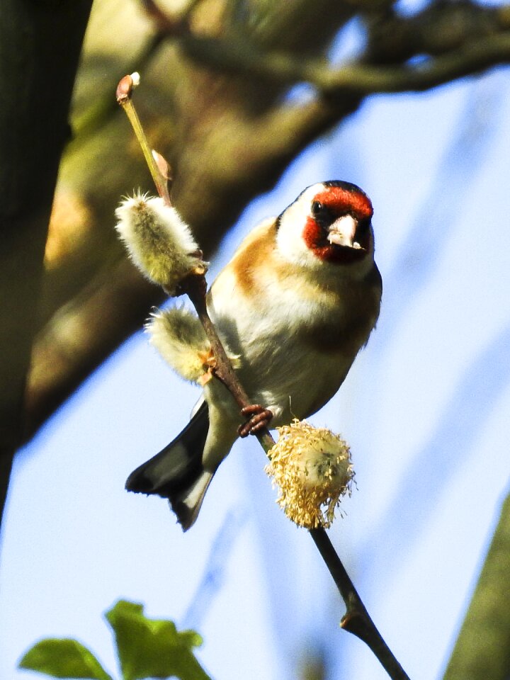 Garden bird nature animal