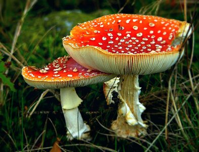 Autumn forest mushroom nature