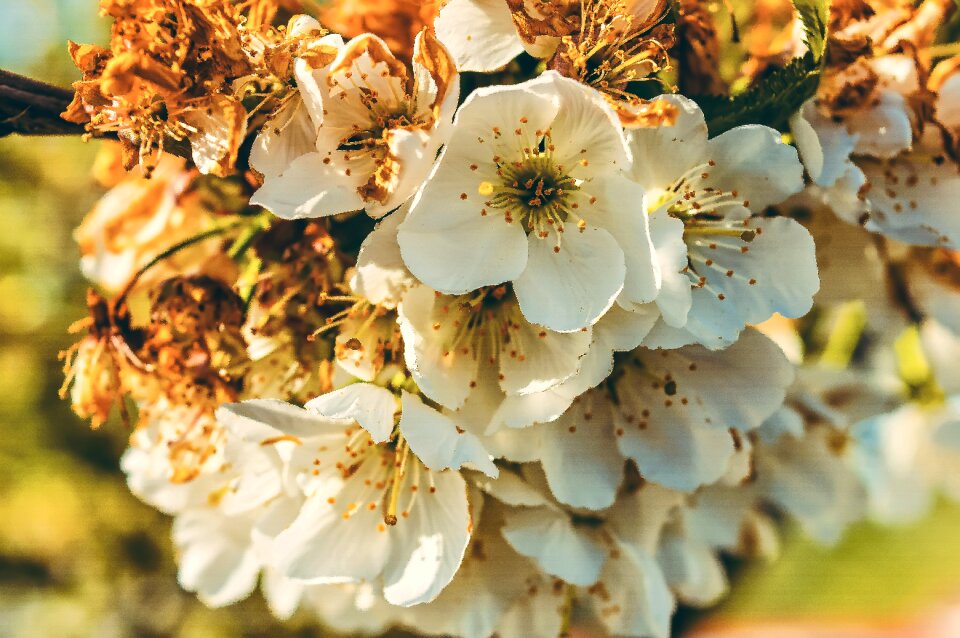 Blossom spring bloom