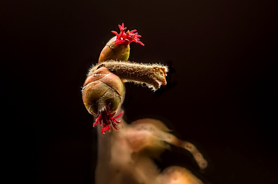 Female corylus avellana macro