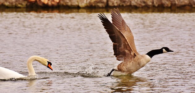 Hunting birds animals