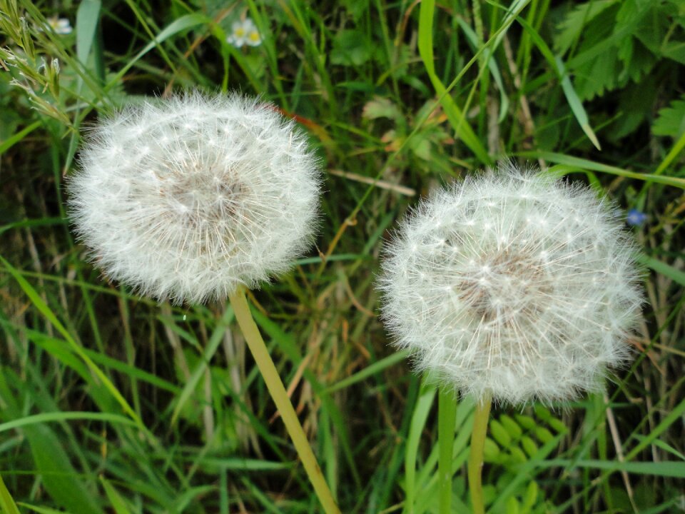 Close up summer seeds