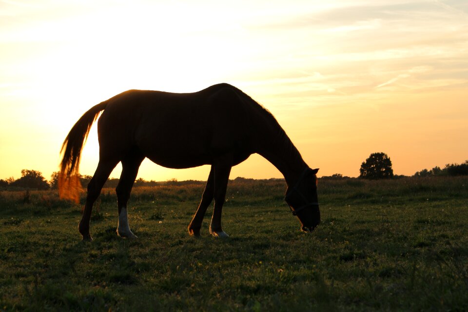 Sunset pasture silhouette