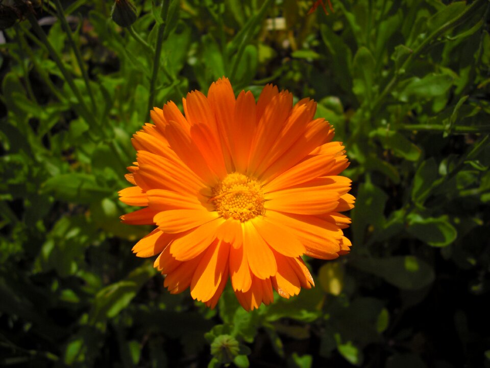 Orange close up flower garden