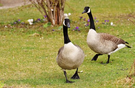 Couple grey geese nature