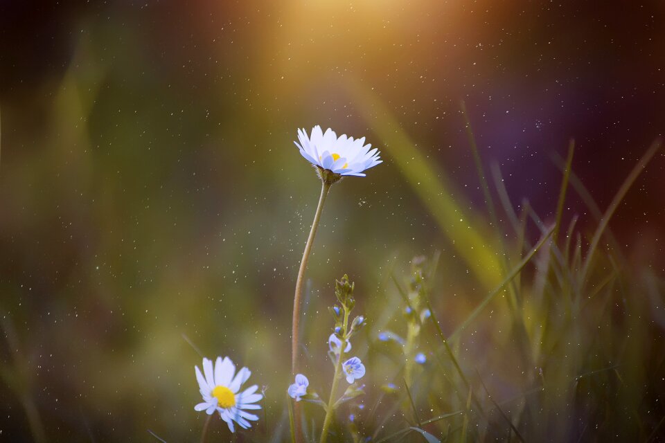 Meadow blossom bloom