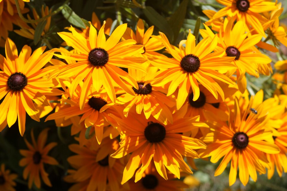 Daisy bright natural