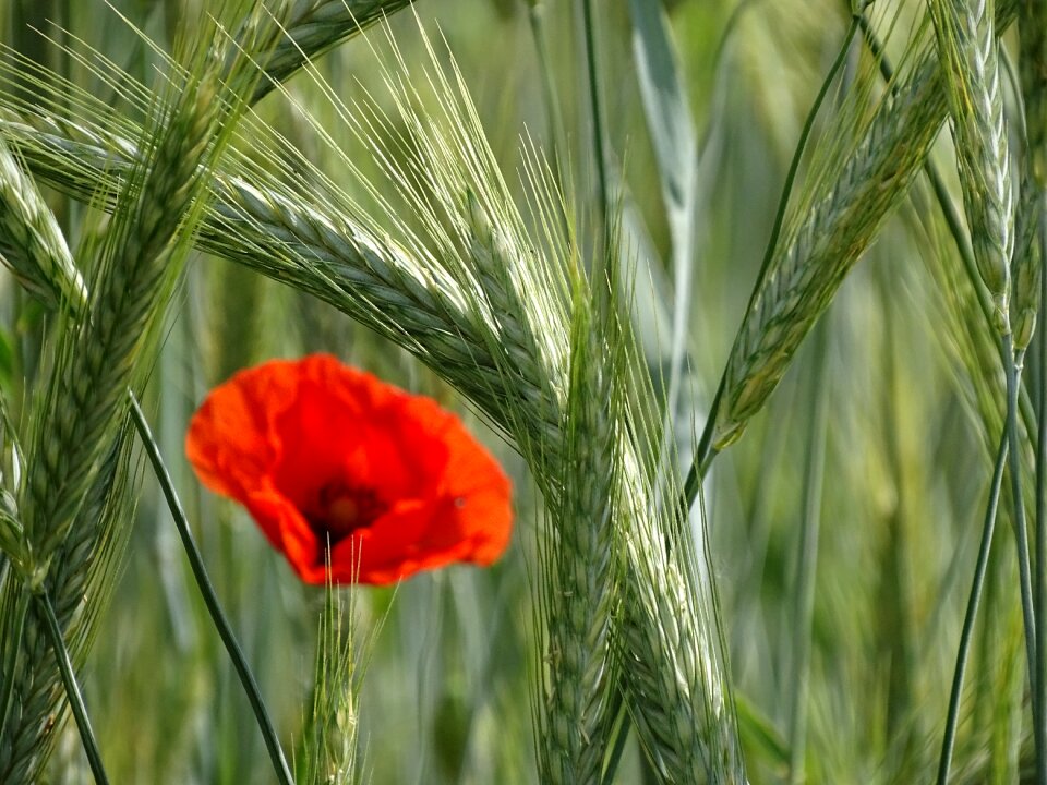 Spike summer agriculture