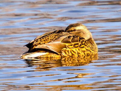 Water bird nature animal