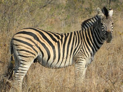 Savannah striped fur mammal