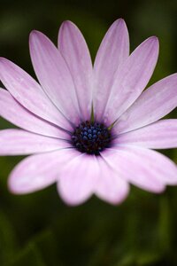 Flower picture pink detail shots