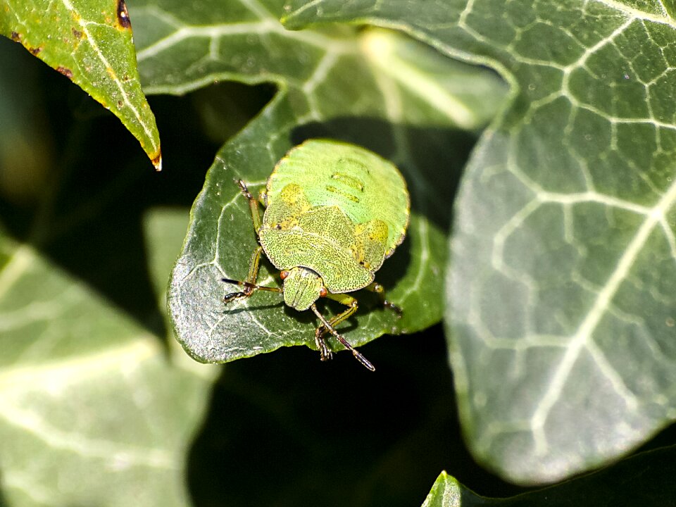 Insect nature animal