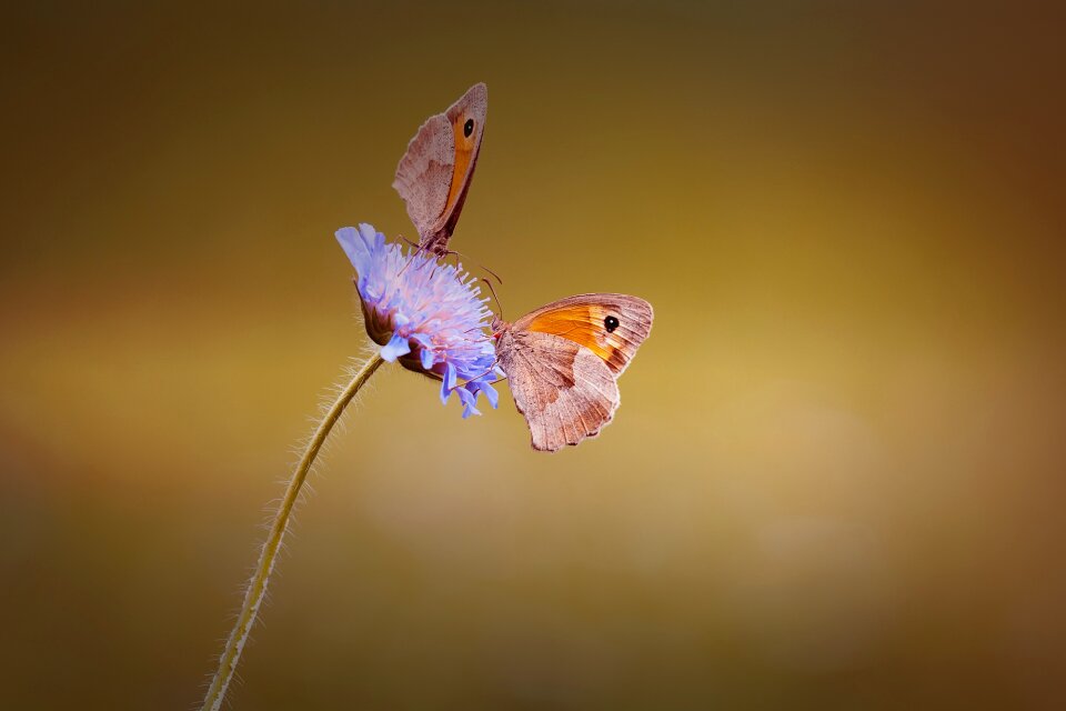 Meadow brown satyrinae edelfalter