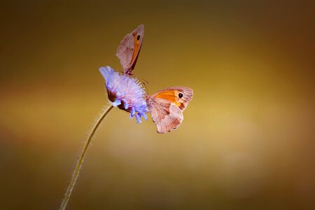 Meadow brown satyrinae edelfalter photo