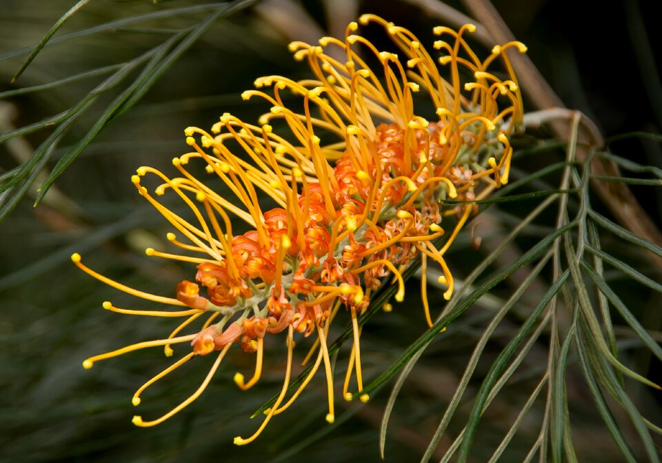 Australian native orange