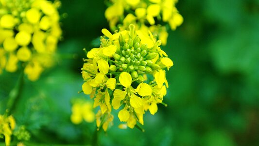 Bloom agriculture spring