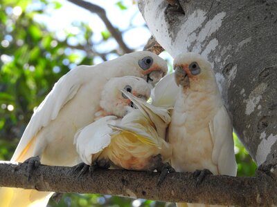 Wild bird nature photo