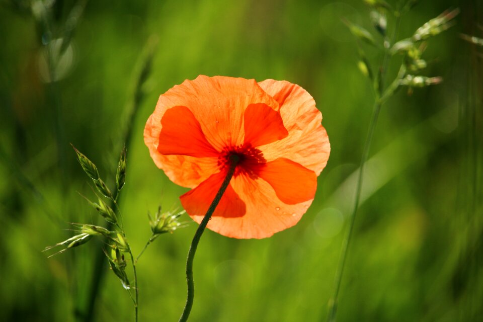 Plant flower red poppy photo