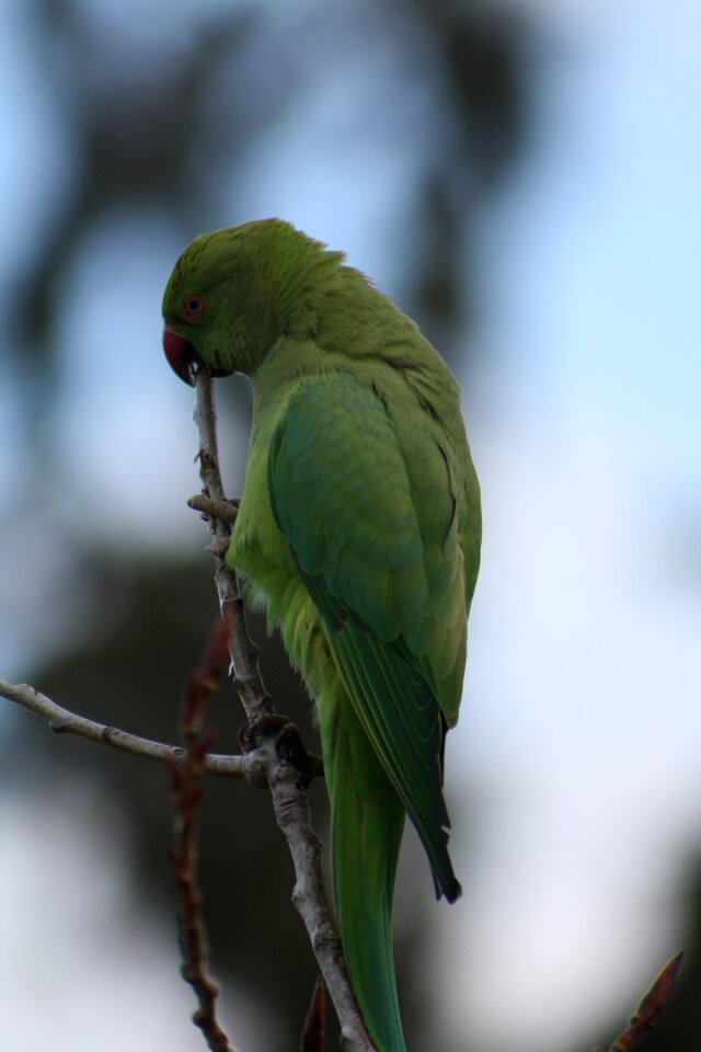 Parrot rose-ringed parakeet bird