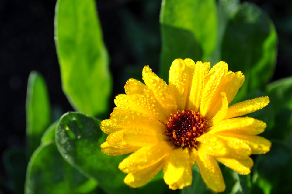 Garden drops dew