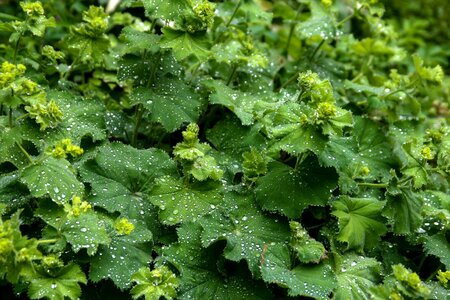 Green rain garden