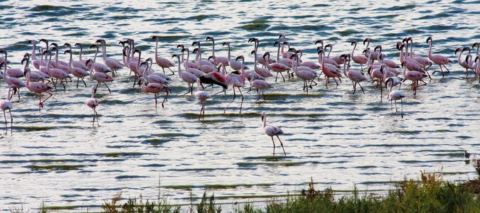 Nature wildlife colorful