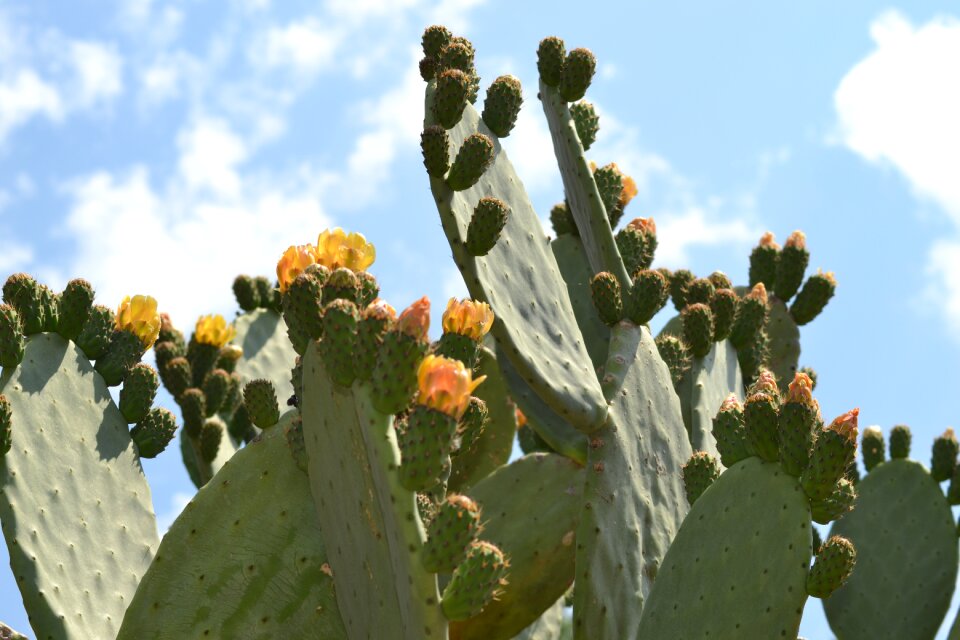 Succulent plant garden prickly pears