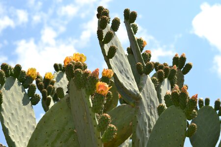 Succulent plant garden prickly pears photo