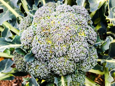 Organic food fresh