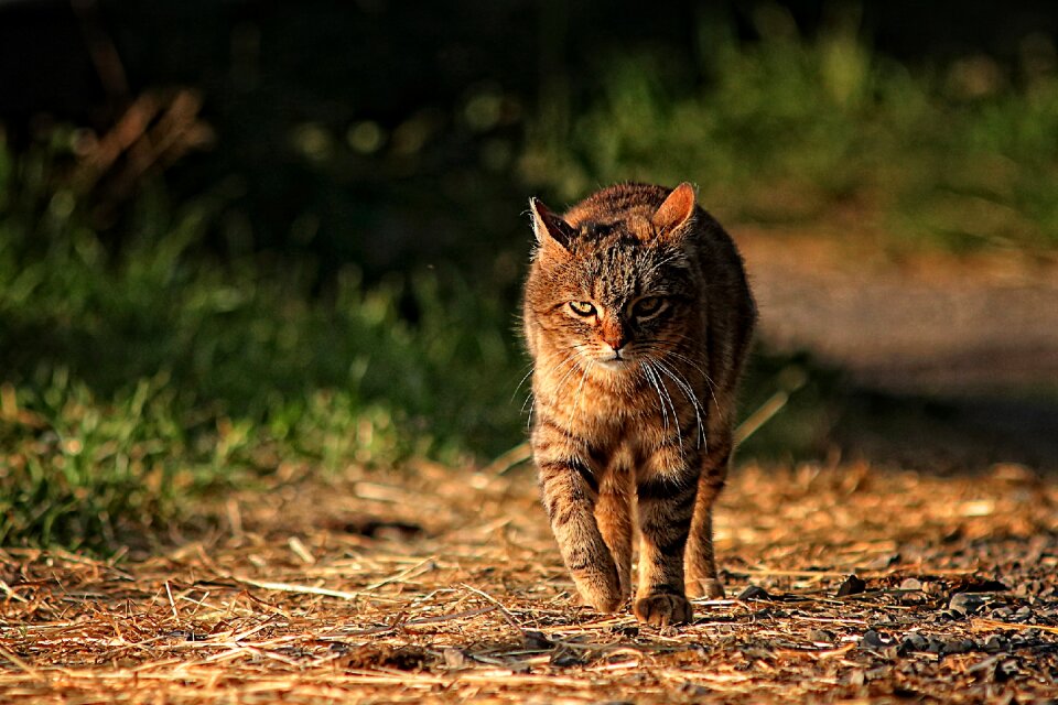 Feline domestic animal companion