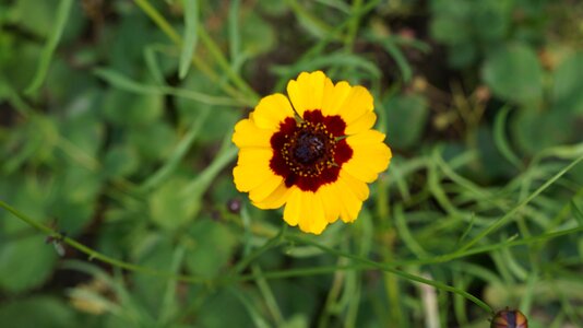 Bloom plant nature