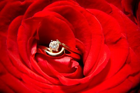 Wedding ring concepts photo