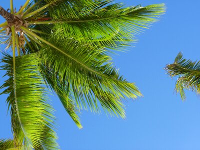 Caribbean coconut trees palm photo