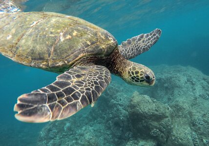 Ocean sea swimming photo