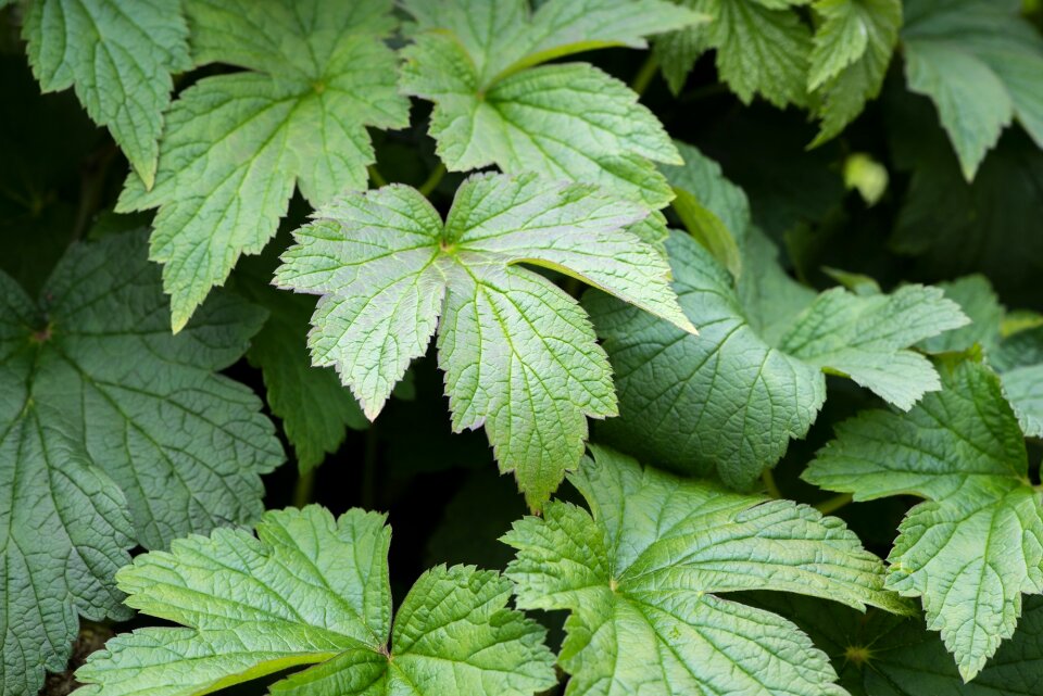 Leaf structure garden plant