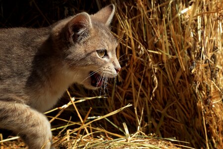 Animals wildcat feline