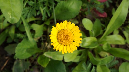 Bloom yellow flower plant
