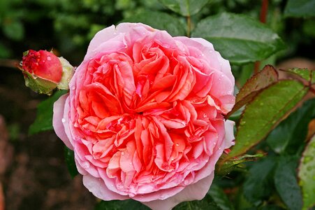 Bloom flower garden