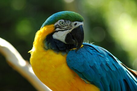 Bird tropical animal photo