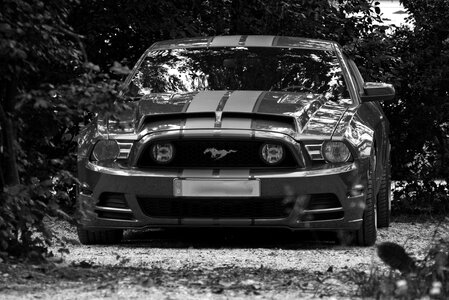 Ford mustang ford mustang photo