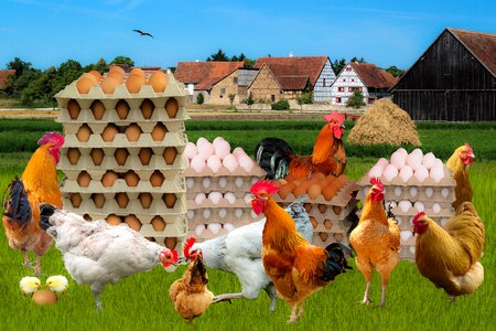 Chicken eggs food agriculture photo