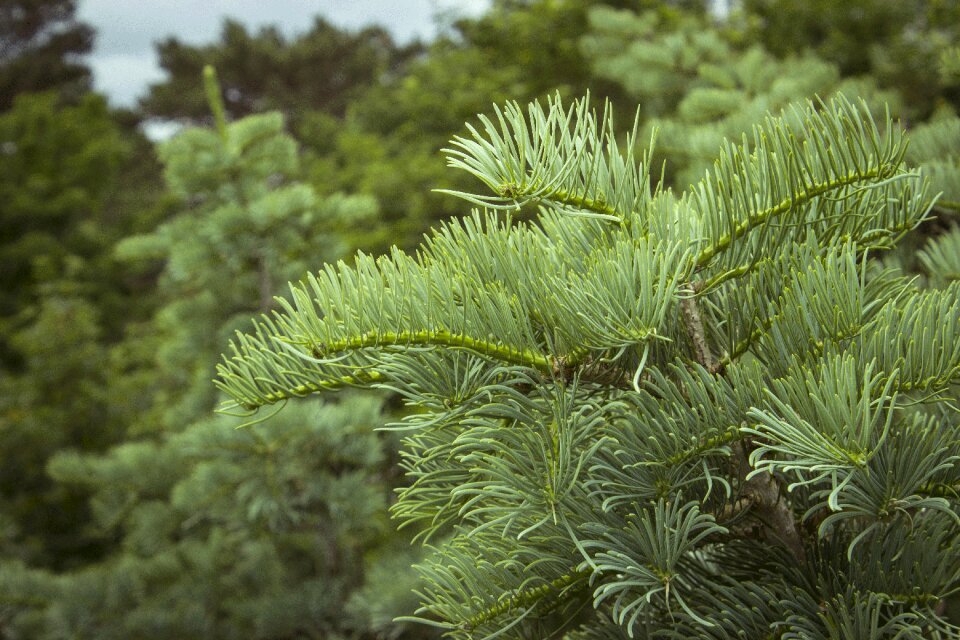 Nature branch green