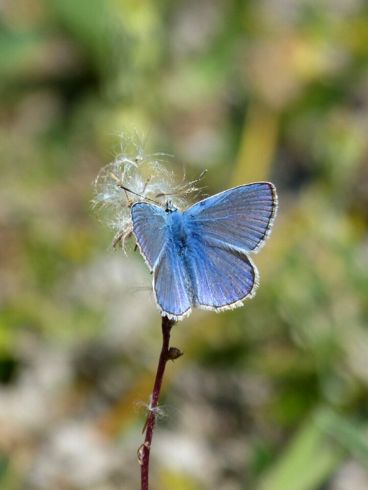 Blaveta of the farigola pseudophilotes panoptes butterfly