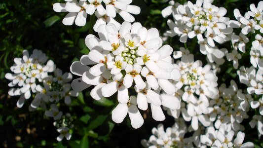 Petals white petals gardening