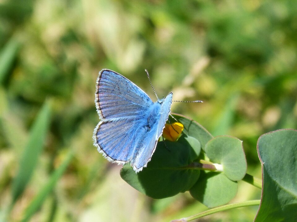 Blaveta of the farigola pseudophilotes panoptes butterfly