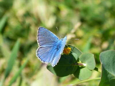 Blaveta of the farigola pseudophilotes panoptes butterfly