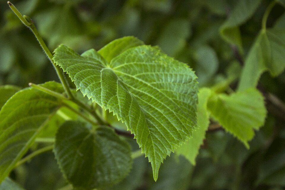 Forest branch green leaf photo