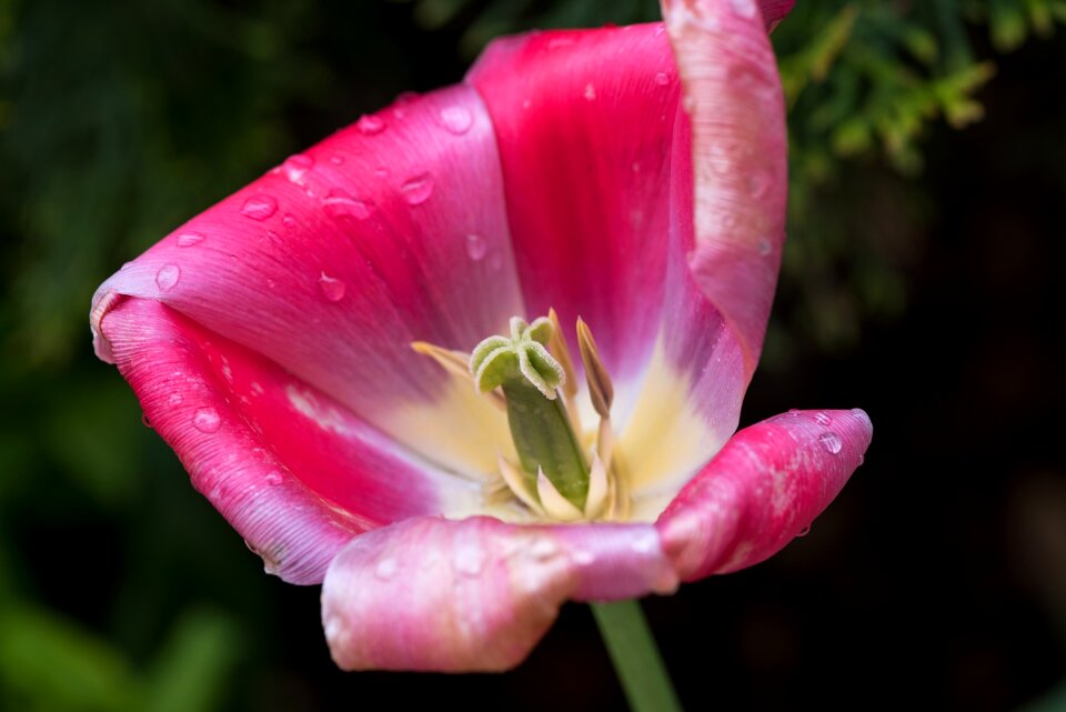 Bloom petals pistil photo